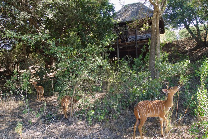 5 Day Lodge and Treehouse Kruger National Park Safari - Day one: from Johannesburg to Balule after dark