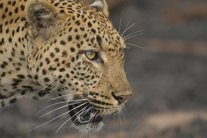 5 Day Wildlife Photographic Safari - Kruger National Park - B1 Photo Safaris - Key points to know before booking