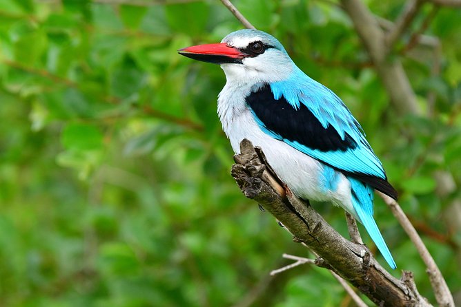 5 Day Wildlife Photographic Safari - Kruger National Park - B1 Photo Safaris - Five days in Kruger, with the camera always ready