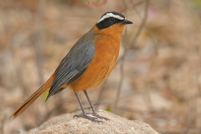 5 Day Wildlife Photographic Safari - Kruger National Park - B1 Photo Safaris - The first day: airport pickup and settling into the bush