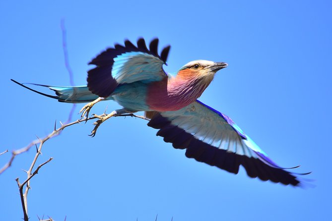 5 Day Wildlife Photographic Safari - Kruger National Park - B1 Photo Safaris - Game drives built around wildlife photography