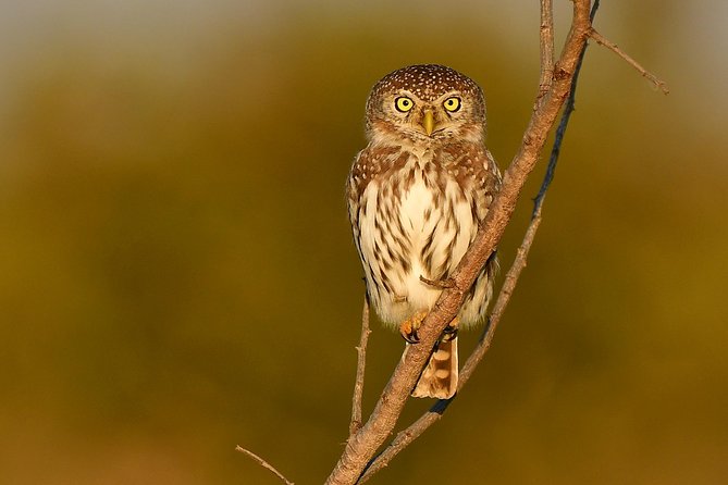 5 Day Wildlife Photographic Safari - Kruger National Park - B1 Photo Safaris - Equipment rental and practical preparation
