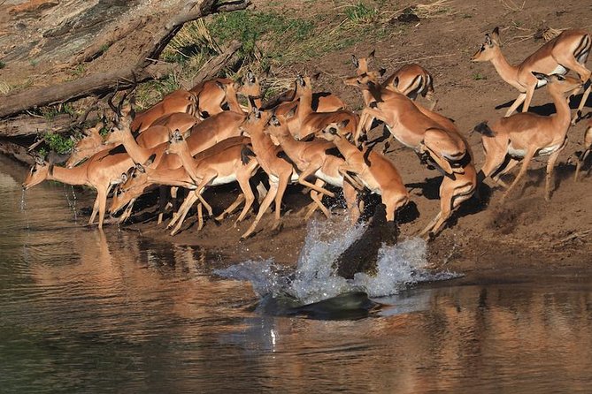 5 Day Wildlife Photographic Safari - Kruger National Park - B1 Photo Safaris - Why two guides make a real difference