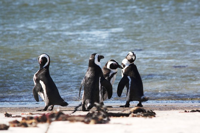 6-Day Garden Route & Addo South African Adventure from Cape Town - Day six: Mossel Bay and the return route
