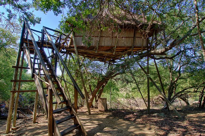 6 Day Lodge and Treehouse Kruger National Park Safari - Day 5: Another long Kruger game-viewing day