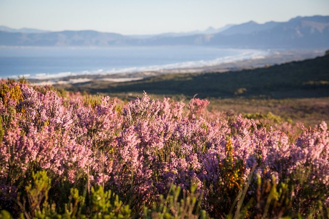 7-day Cape Town, Winelands, Garden Route and Addo National Park - Why this seven-day route works