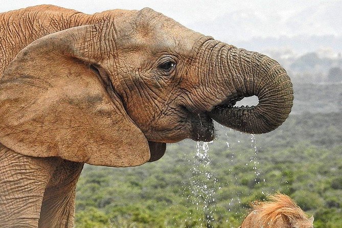 7-day Cape Town, Winelands, Garden Route and Addo National Park - Route 62 turns the journey inland