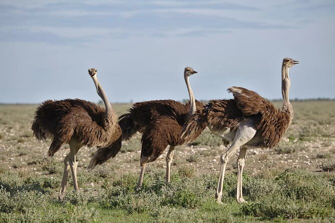7-Day Garden Route Safari Adventure from Cape Town - What this Garden Route adventure really offers