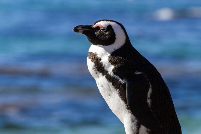 7 Day Garden Route to Addo, Cape Point and Winelands Combo tour - What the seven-day route is really like