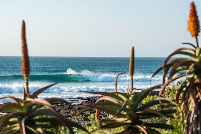 7 Day Garden Route to Addo, Cape Point and Winelands Combo tour - Addo Elephant National Park at first light