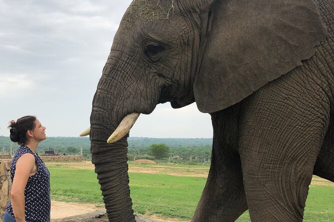 90-minute Elephant Watching Experience in Hoedspruit - Key points to know before booking