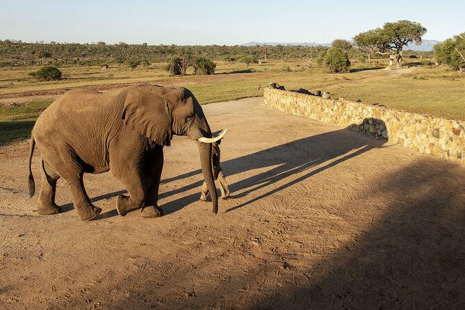 90-minute Elephant Watching Experience in Hoedspruit - A closer look at elephant conservation