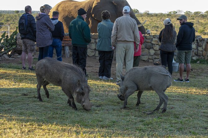 90-minute Elephant Watching Experience in Hoedspruit - What to expect from the 90-minute schedule