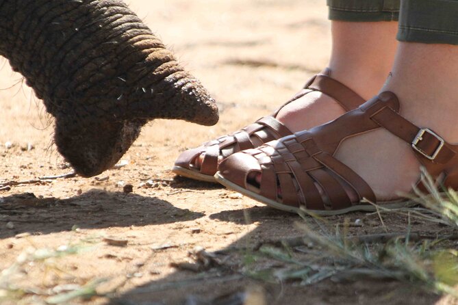 90-minute Elephant Watching Experience in Hoedspruit - The low partition and respectful distance
