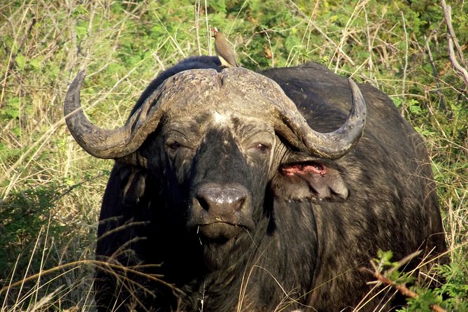 A Full Day Safari Tour to the Hluhluwe Imfolozi Big 5 Game Reserve - Why Hluhluwe-iMfolozi works as a Durban day trip
