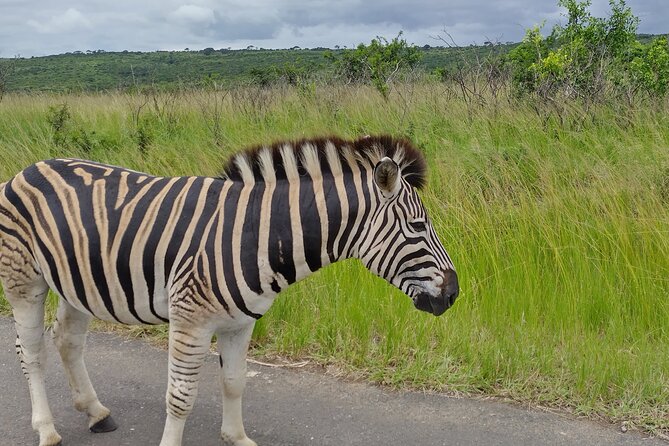 A Full Day Safari Tour to the Hluhluwe Imfolozi Big 5 Game Reserve - What your private guide adds