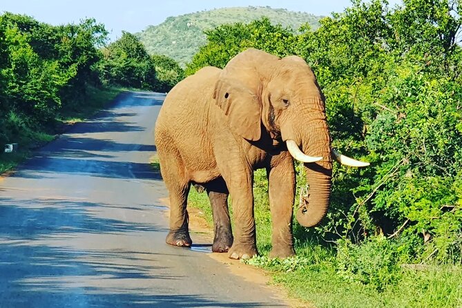 A Full Day Safari Tour to the Hluhluwe Imfolozi Big 5 Game Reserve - Who will enjoy this safari most