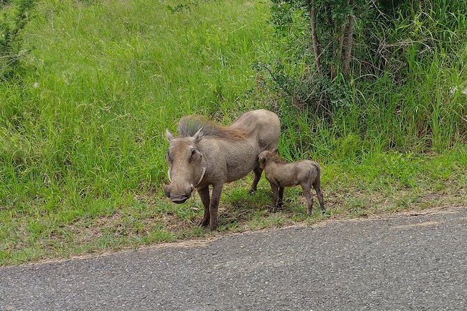 A Full Day Safari Tour to the Hluhluwe Imfolozi Big 5 Game Reserve - Practical planning for the day