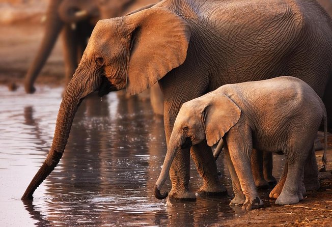 Addo Elephant 5 hour Morning Safari. - Key points to know before booking