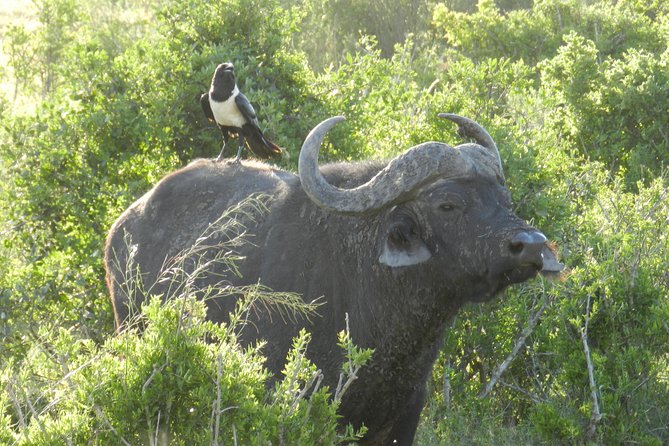 Addo Elephant 5 hour Morning Safari. - A picnic brunch between wildlife drives
