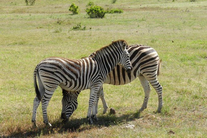 Addo Elephant 5 hour Morning Safari. - Hotel transfers and the five-hour schedule