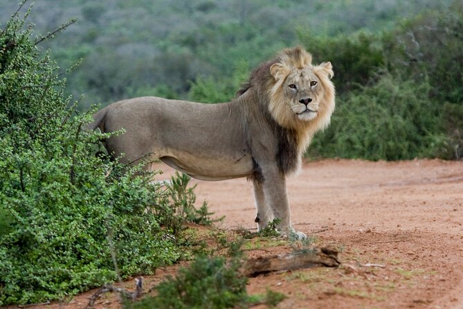 Addo Elephant 5 hour Morning Safari. - How much value do you get for $123.65?