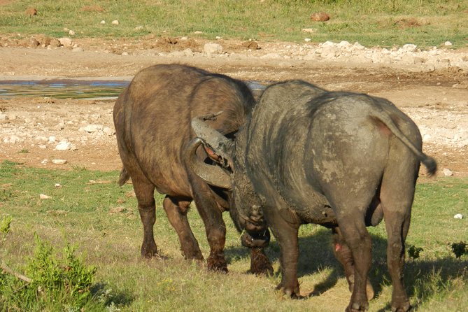 Addo Elephant 5 hour Morning Safari. - The guides are a major part of the experience