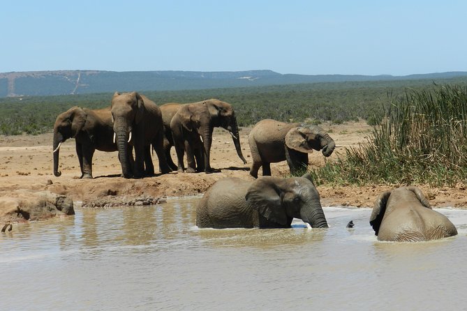 Addo Elephant 5 hour Morning Safari. - The best elephant action comes near the water