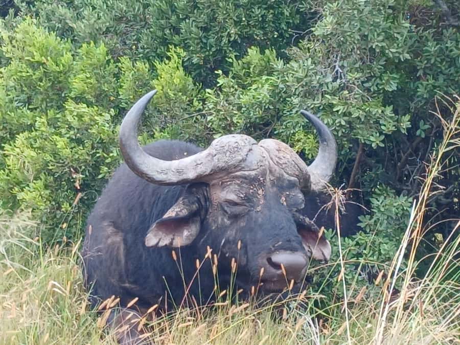 Addo Elephant Full Day Safari / Shore Excursions - Key points to know before booking