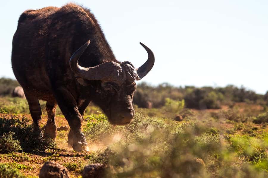 Addo Elephant Full Day Safari / Shore Excursions - The first three-hour game drive
