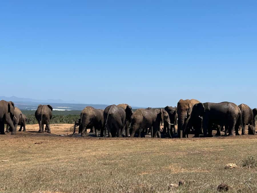 Addo Elephant Full Day Safari / Shore Excursions - The 1.5-hour restaurant lunch stop