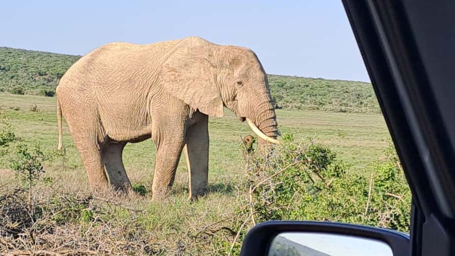 Addo Elephant Full Day Safari / Shore Excursions - The afternoon three-hour game drive