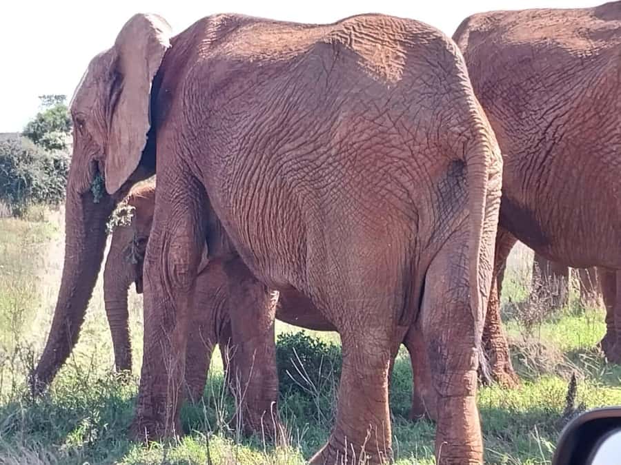 Addo Elephant Full Day Safari / Shore Excursions - What the $152 price includes