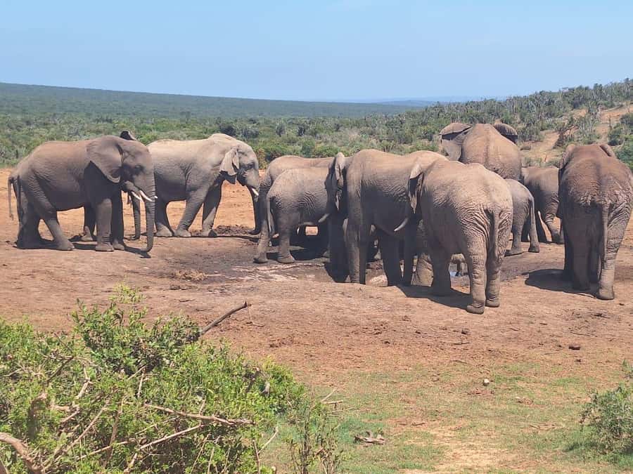 Addo Elephant Full Day Safari / Shore Excursions - Group size, comfort, and the small-print concerns