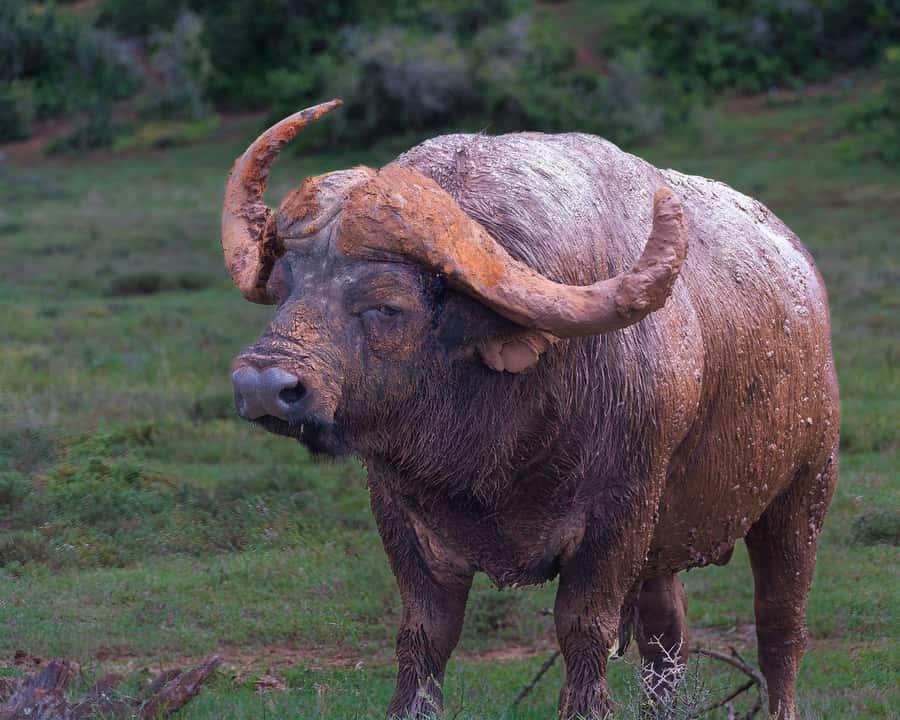 Addo Elephant Full Day Safari / Shore Excursions - Pickup from Gqeberha and nearby towns