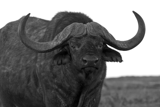 Addo Elephant Full Day Safari with a Traditional South African Braai (BBQ) Lunch - A coffee stop in the bush