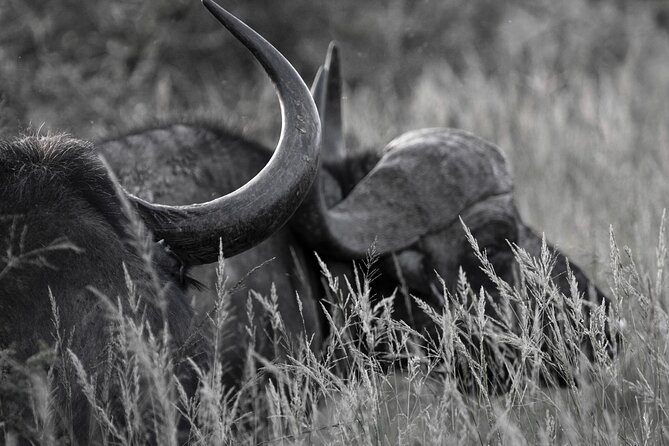 Addo Elephant Full Day Safari with a Traditional South African Braai (BBQ) Lunch - The South African braai at lunchtime