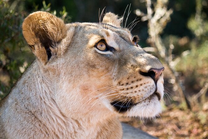 Addo Elephant Full Day Safari with a Traditional South African Braai (BBQ) Lunch - Is $172.25 good value?