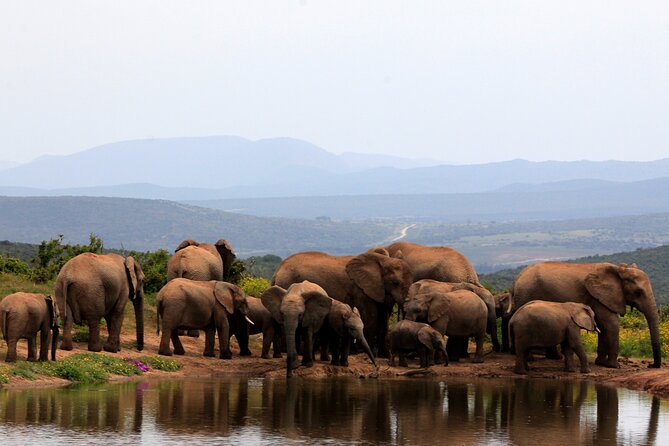 Addo Elephant Full Day Safari with a Traditional South African Braai (BBQ) Lunch - Morning drive: antelope, zebra, and the first animal searches