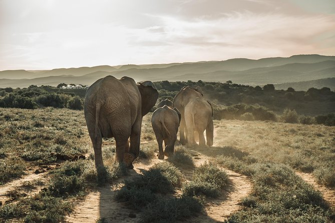 Addo Elephant National Park All Inclusive Full-Day Safari - Key points before you book