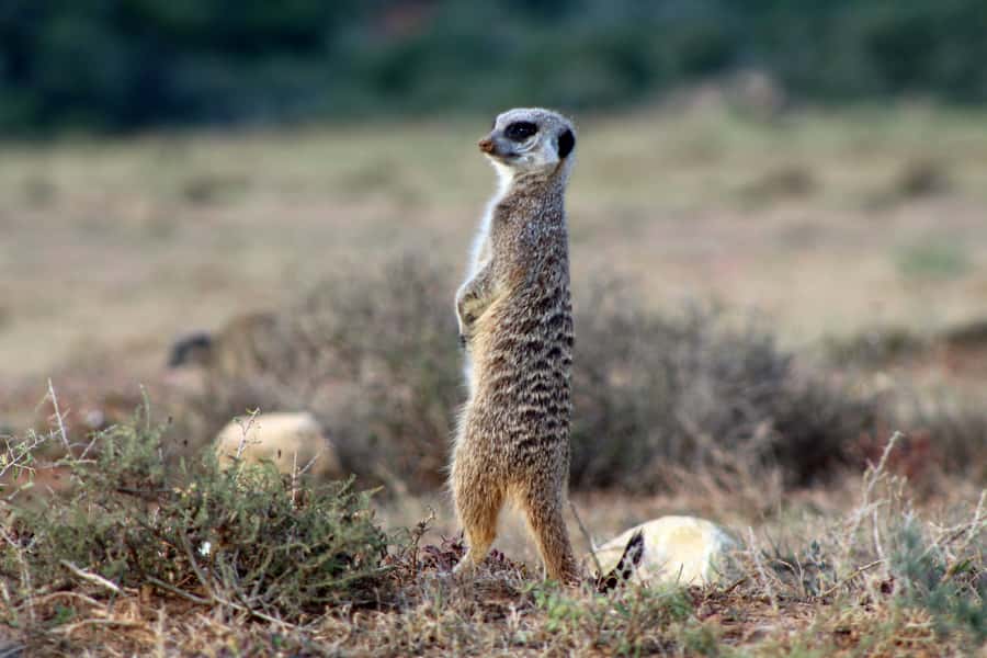 Addo Elephant National Park All Inclusive Full-Day Safari - Who should book this safari?