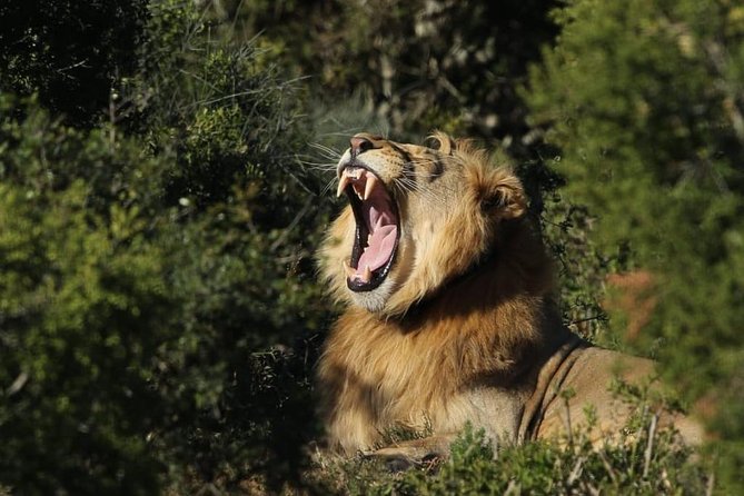 Addo Elephant National Park All Inclusive Full-Day Safari - Why Addo is more than an elephant park