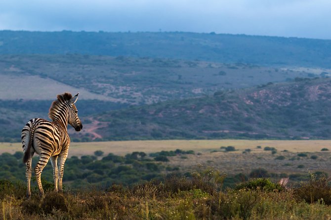 Addo Elephant National Park All Inclusive Full-Day Safari - First three-hour game drive: finding the big animals
