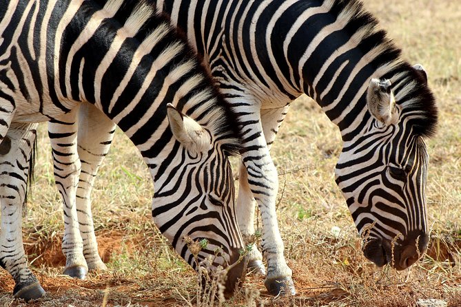 Addo Elephant National Park All Inclusive Full-Day Safari - Lunch inside Addo and the middle of the day