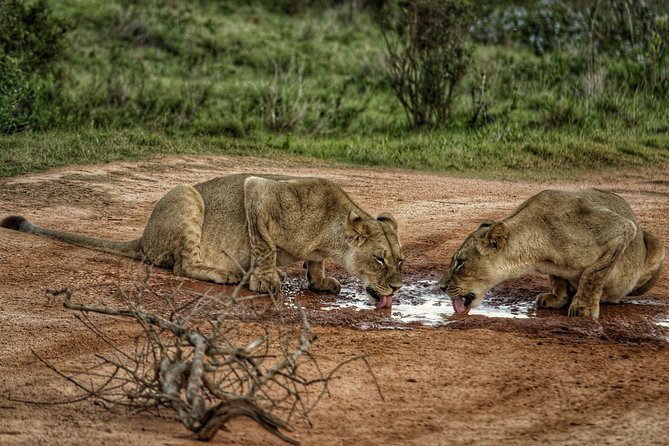 Addo Elephant National Park All Inclusive Full-Day Safari - Second three-hour game drive: patience pays off