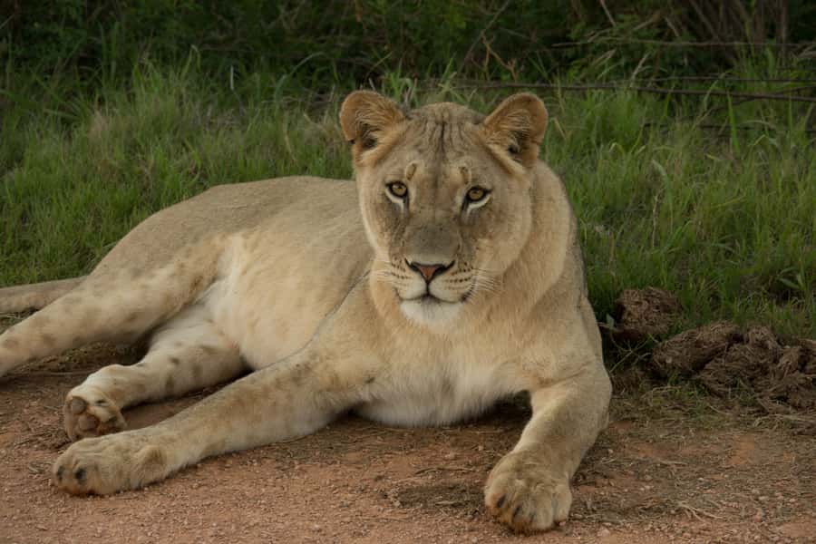 Addo Elephant National Park All Inclusive Full-Day Safari - Is $186 good value?