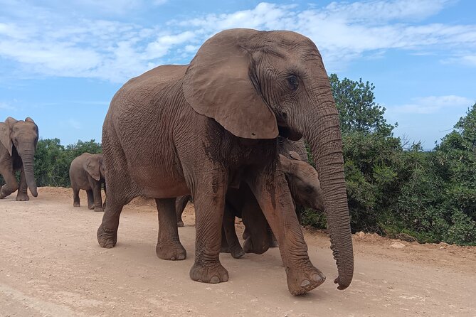 Addo Elephant National Park and Kragga Kamma Game Park Combo. - Key points to know before booking