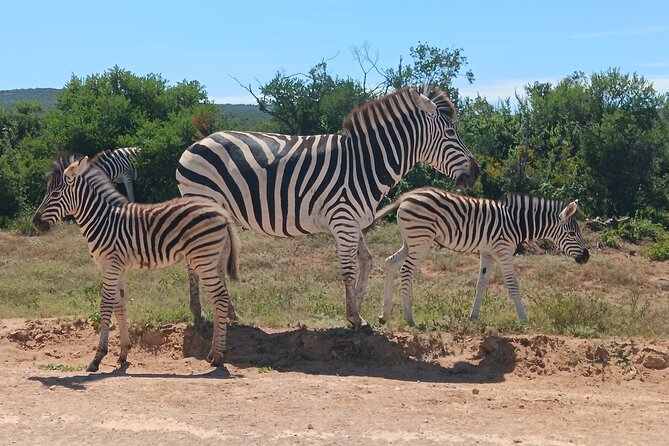Addo Elephant National Park and Kragga Kamma Game Park Combo. - Why pair Addo with Kragga Kamma?