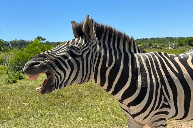 Addo Elephant National Park and Kragga Kamma Game Park Combo. - What the vehicle and group size mean