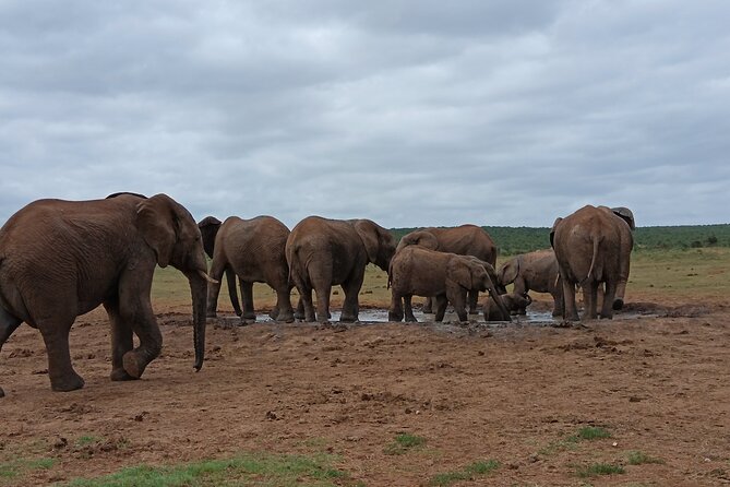 Addo Elephant National Park and Kragga Kamma Game Park Combo. - The guide can shape the whole day